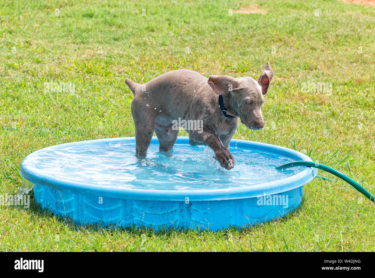 Weimaraner Welpen Spritzwasser mit seiner Pfote in ein Kiddie Pool an einem heißen Sommertag Stockfoto