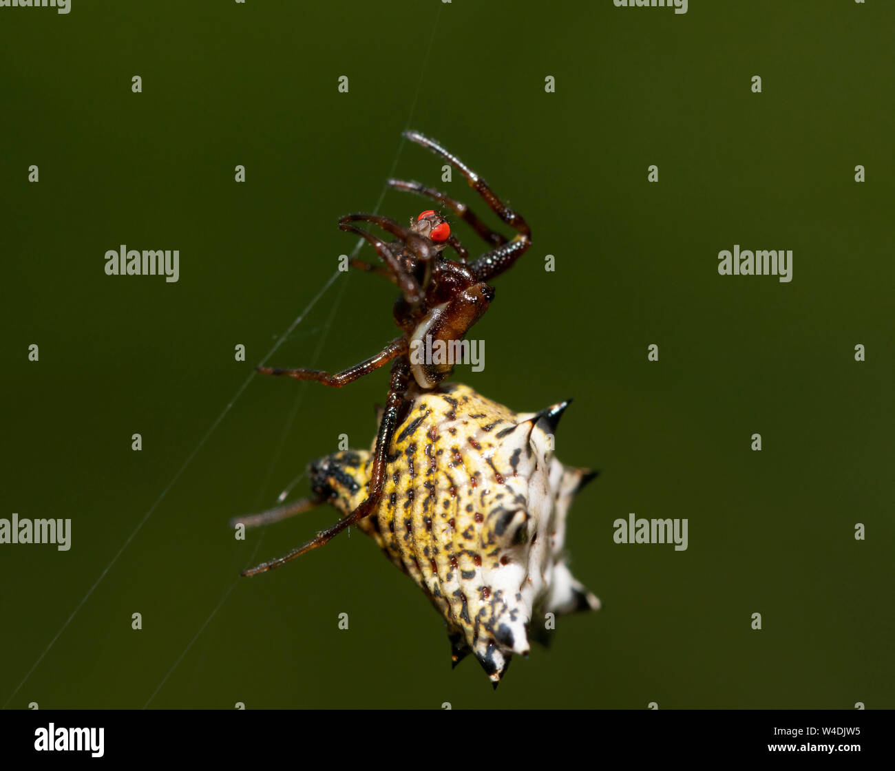 Micrathena aus Buchsbaumholz, Stacheligen Orbweaver Spinne, hängend auf ihrer Webseite Strings mit einem roten Augen fliegen sie erwischte Stockfoto