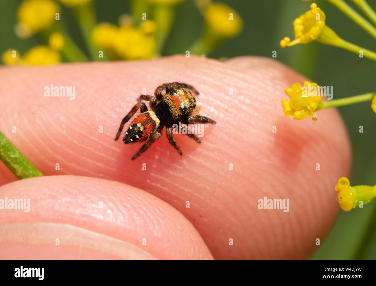 Blick von oben auf eine winzige Leuchtende Jumping Spider auf einen Finger Tip; jumpings Spinnen sind neugierig und freundlich Stockfoto