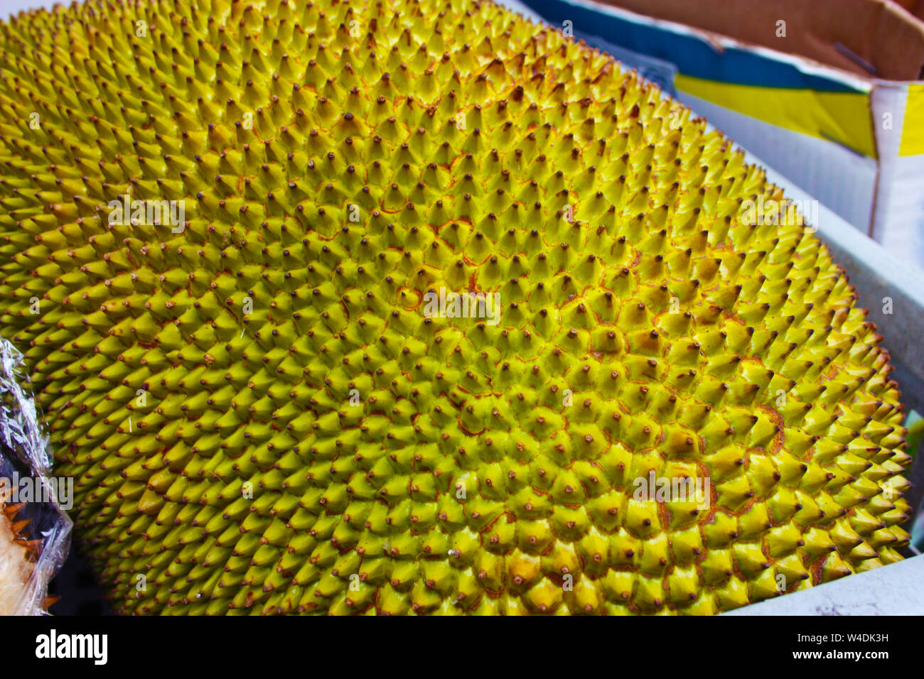 Durian, oder durione oder jackfruit. Große Exotische grüne und gelbe Früchte mit Spikes, die übelriechenden Obst. smelly food. Stockfoto