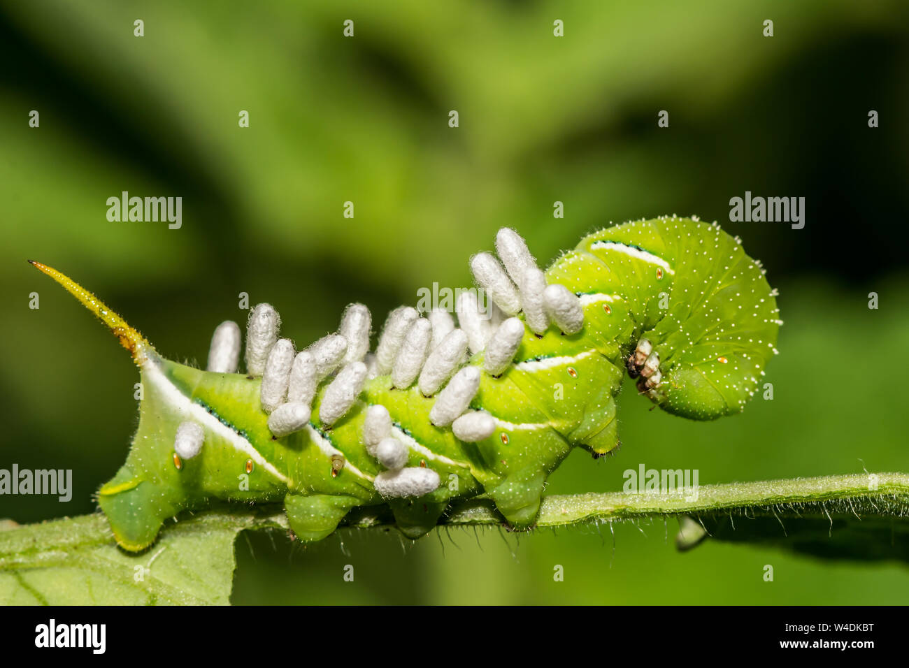 Tabakkäfer bedeckt mit Braconid Wasp Eier. Stockfoto