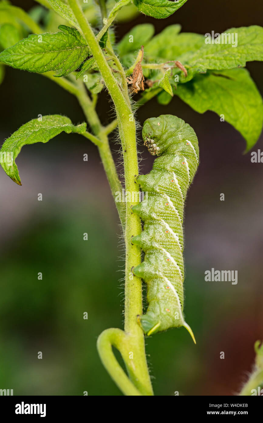 Tabak-Hornworm (Manduca Sexta) Stockfoto