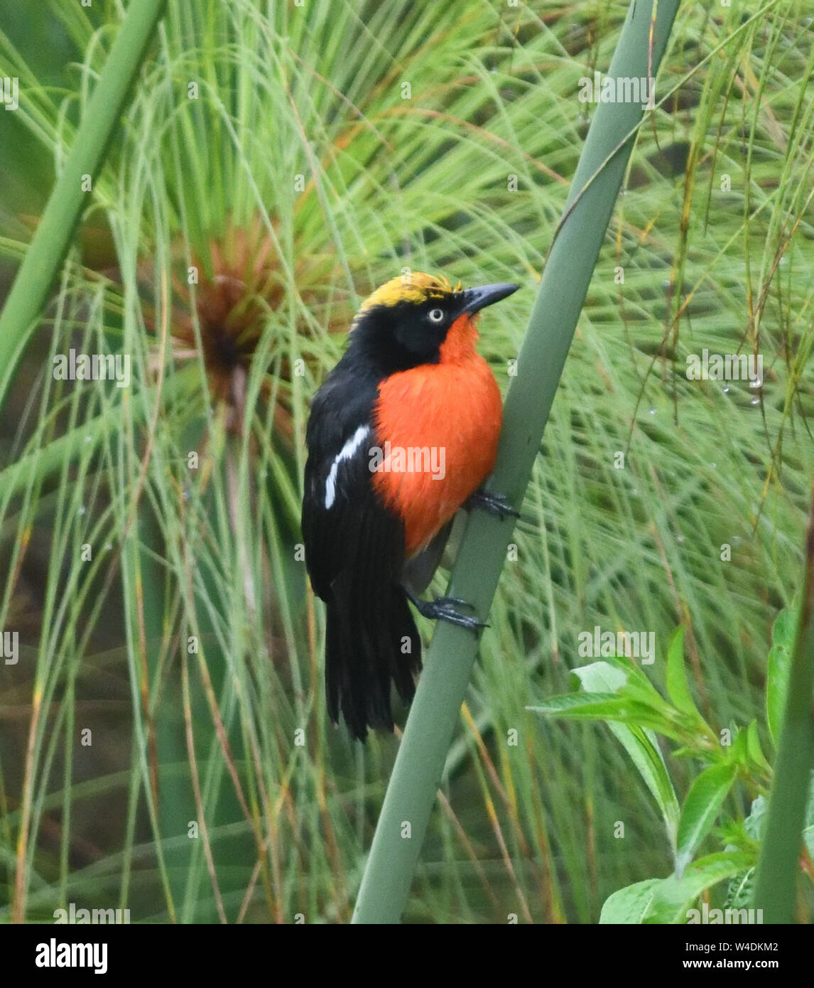 Ein in der Nähe von bedroht Papyrus gonolek (Laniarius mufumbiri