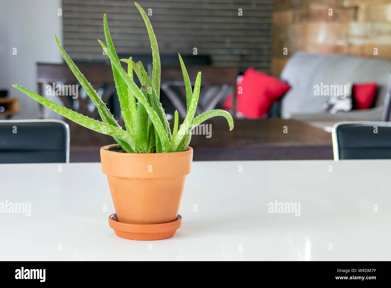 Dekorative Aloe Pflanze im Wohnzimmer eines modernen Haus Stockfoto