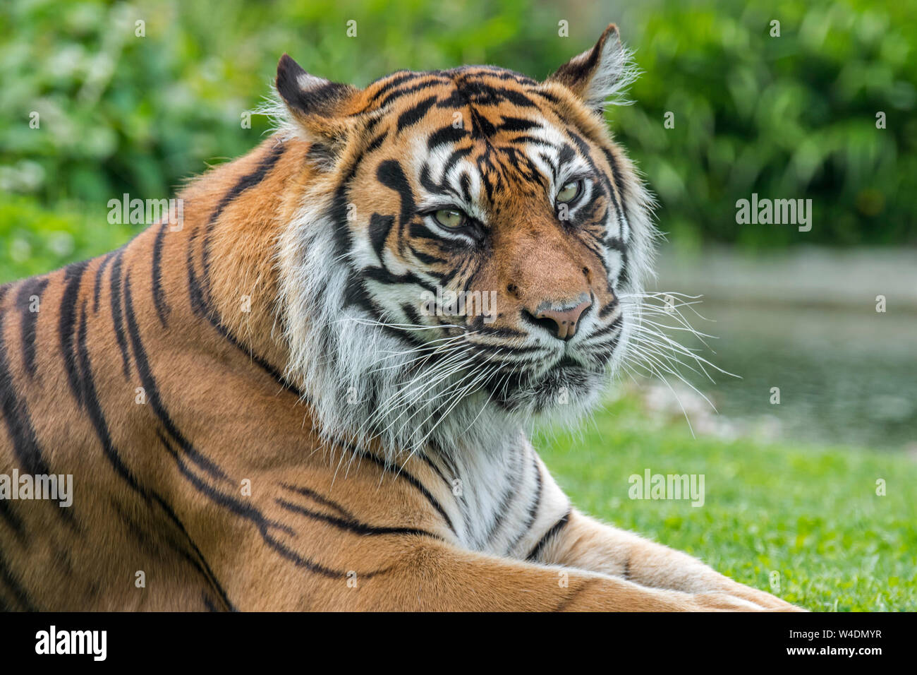 Sumatra-tiger (Panthera tigris sondaica) Close-up Portrait, native auf der indonesischen Insel Sumatra, Indonesien Stockfoto
