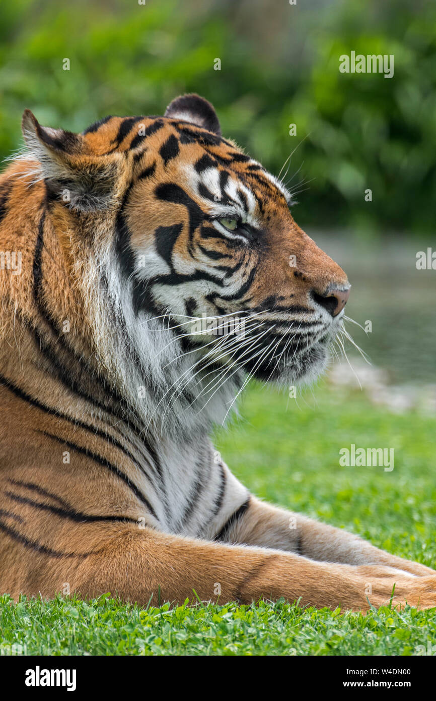 Sumatra-tiger (Panthera tigris sondaica) Close-up Portrait, native auf der indonesischen Insel Sumatra, Indonesien Stockfoto