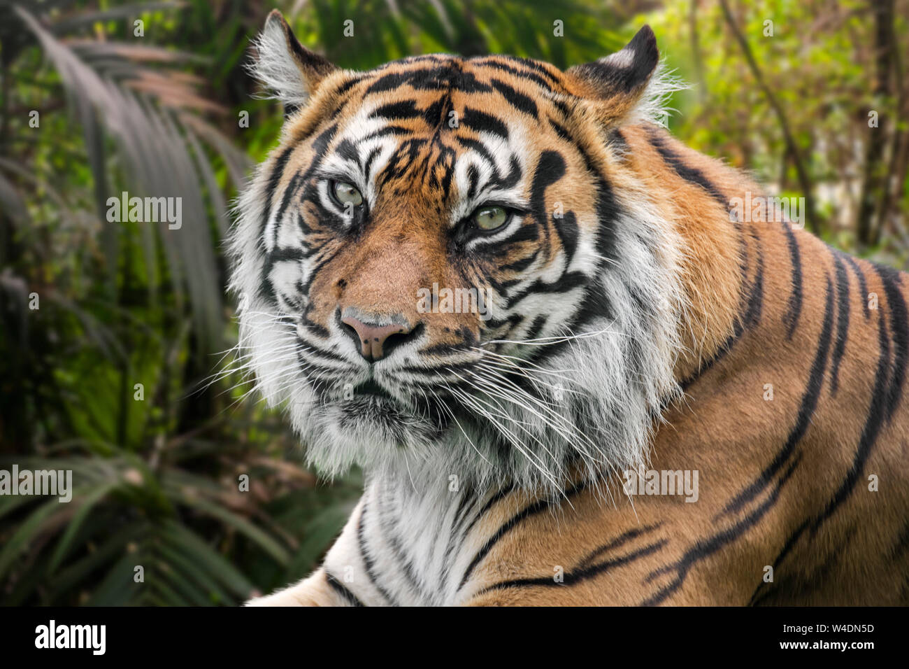 Sumatra-tiger (Panthera tigris sondaica) im tropischen Wald, native auf der indonesischen Insel Sumatra, Indonesien Stockfoto