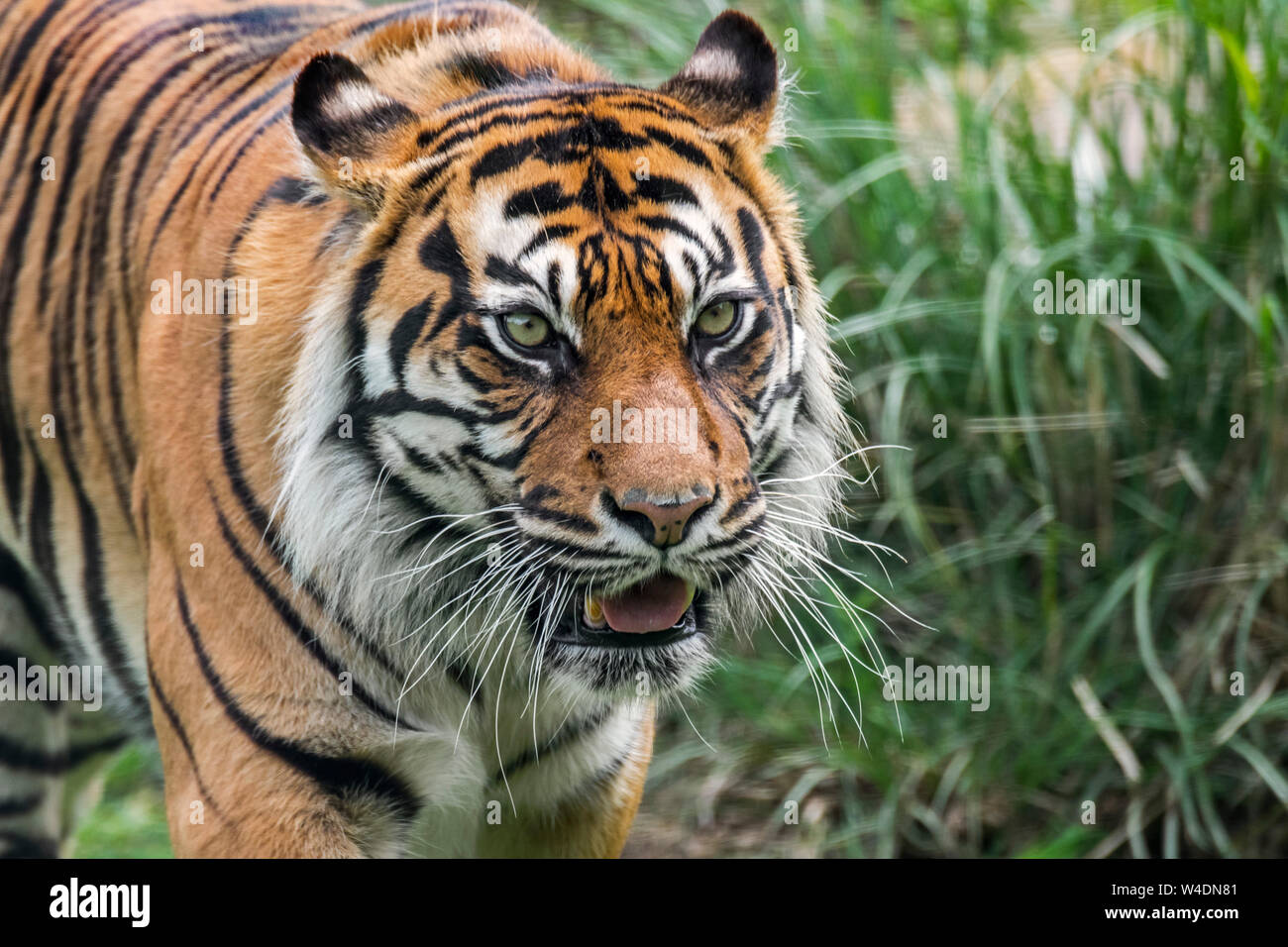 Sumatra-tiger (Panthera tigris sondaica) Jagd in Grünland, native auf der indonesischen Insel Sumatra, Indonesien Stockfoto