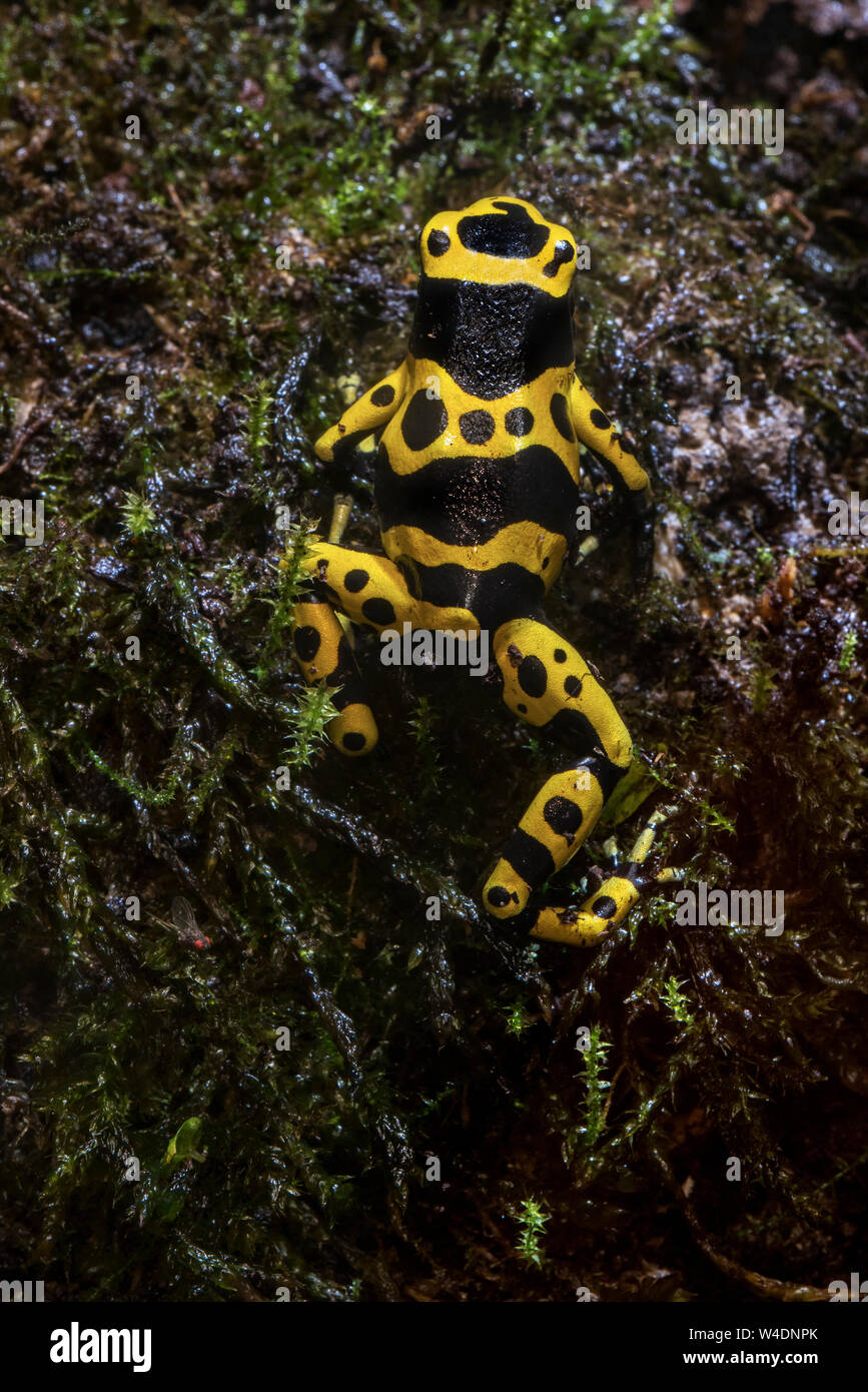 Yellow-banded Poison dart Frog/Yellow-headed Poison dart Frog/Hummel Pfeilgiftfrosch (Dendrobates leucomelas) aus Südamerika Stockfoto