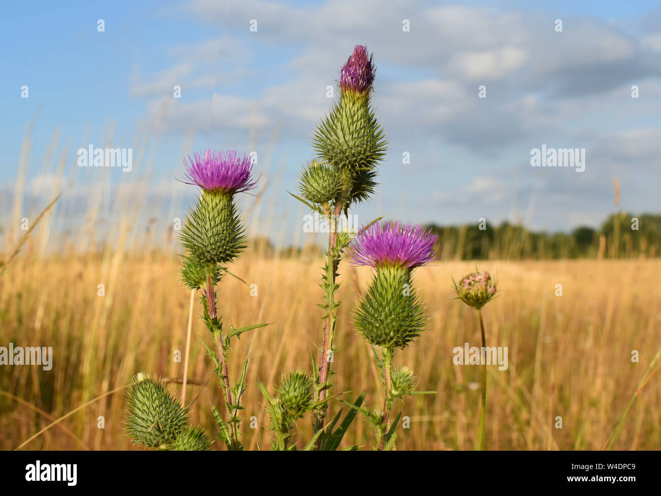 Schöne Blume Onopordum acanthium im Feld. Stockfoto