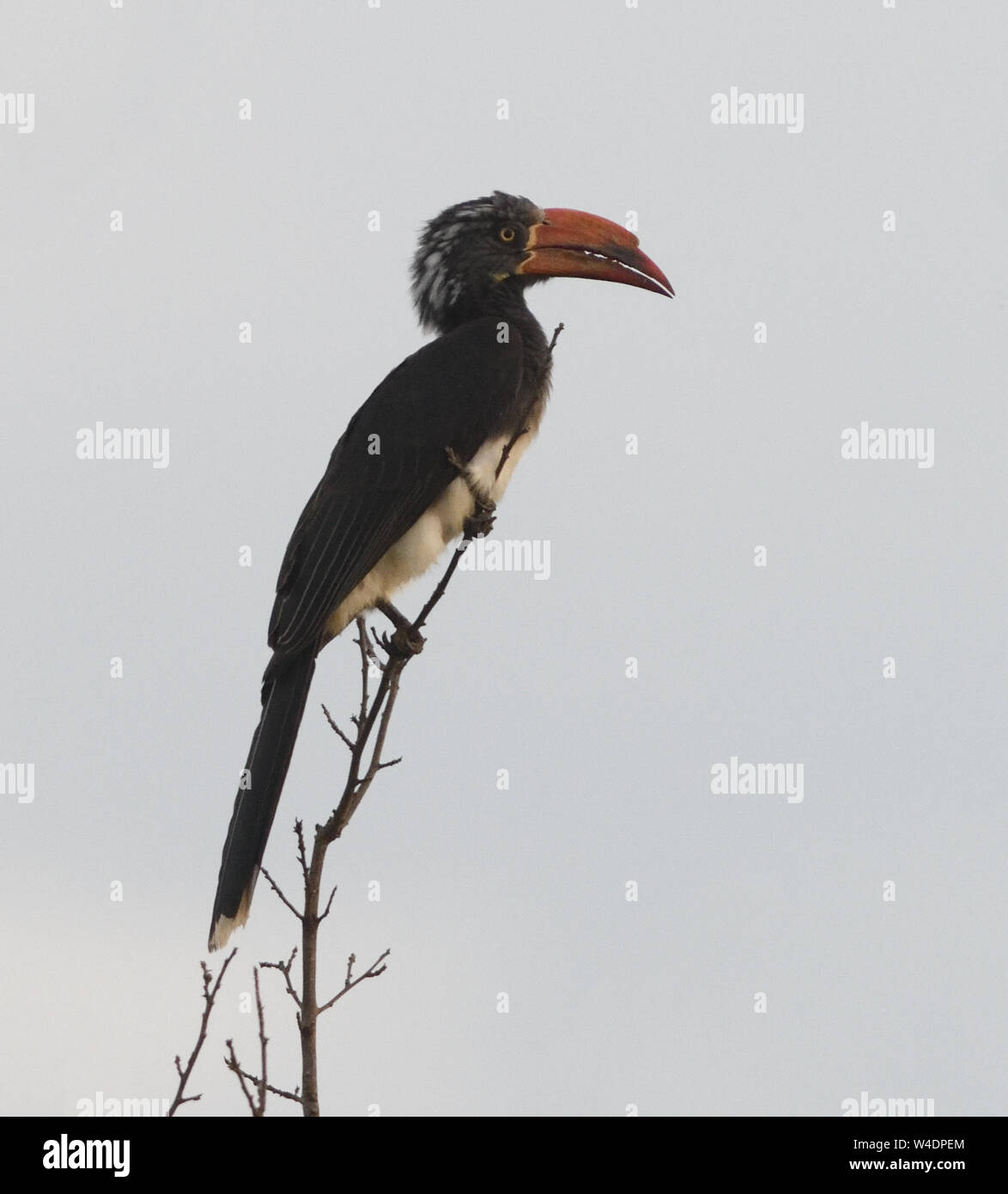 Ein männlicher gekrönt Nashornvogel (Lophoceros alboterminatus) ich Tockus alboterminatus in einem Baum hockt. . Queen Elizabeth National Park, Uganda. Stockfoto