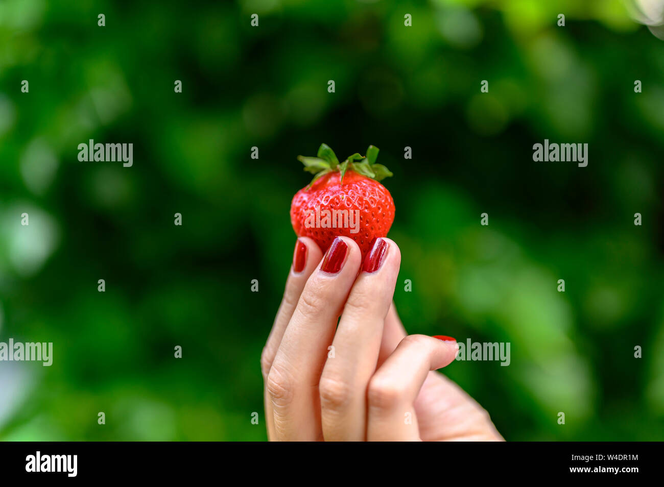 Eine reife Erdbeere frisch gepflückt und in der Hand gehalten. Stockfoto
