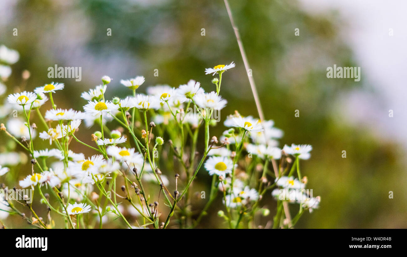Weißes Feld Blume im Hintergrund Bank Stockfoto