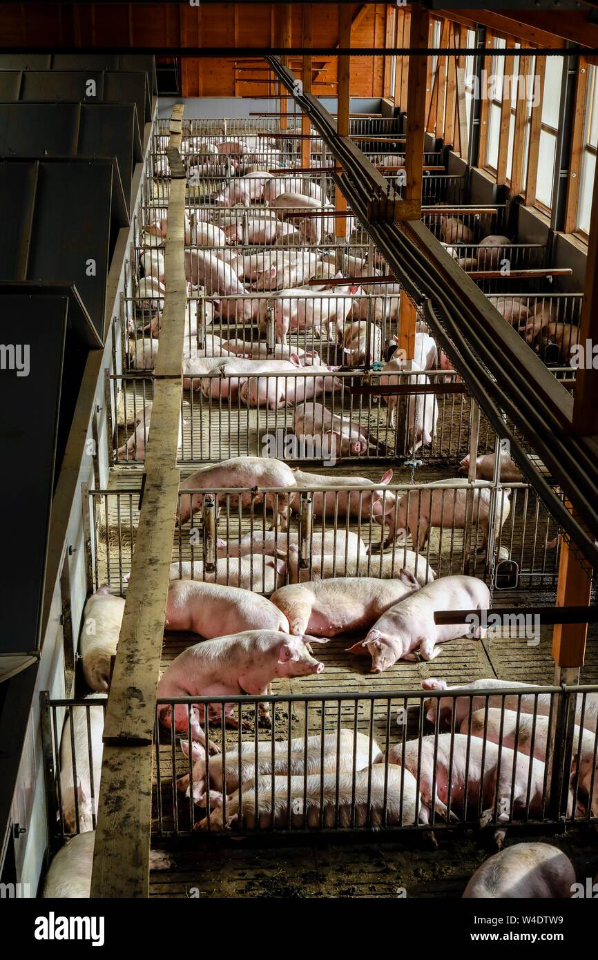 Der Massentierhaltung, Schweine auf Spaltenböden, Tierschutz Mast stabil, Ense, Nordrhein-Westfalen, Deutschland Stockfoto