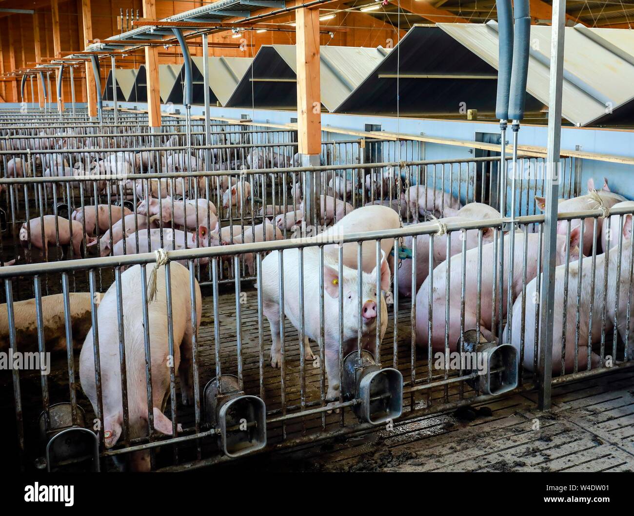 Der Massentierhaltung, Schweine auf Spaltenböden, Tierschutz Mast stabil, Ense, Nordrhein-Westfalen, Deutschland Stockfoto