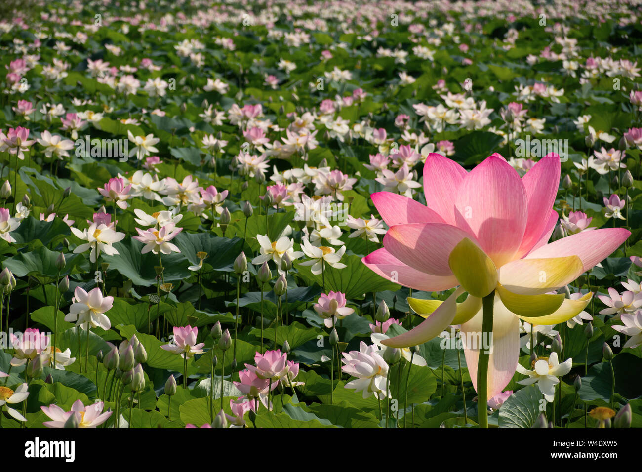 Nelumbo nucifera aka Indischen oder Heilige Lotus. Rosa Blume. Stockfoto