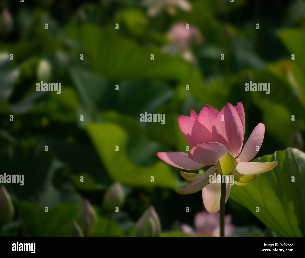 Nelumbo nucifera aka Indischen oder Heilige Lotus. Rosa Blume gegen Defokussierten verschwommenen Hintergrund für Copyspace. Stockfoto