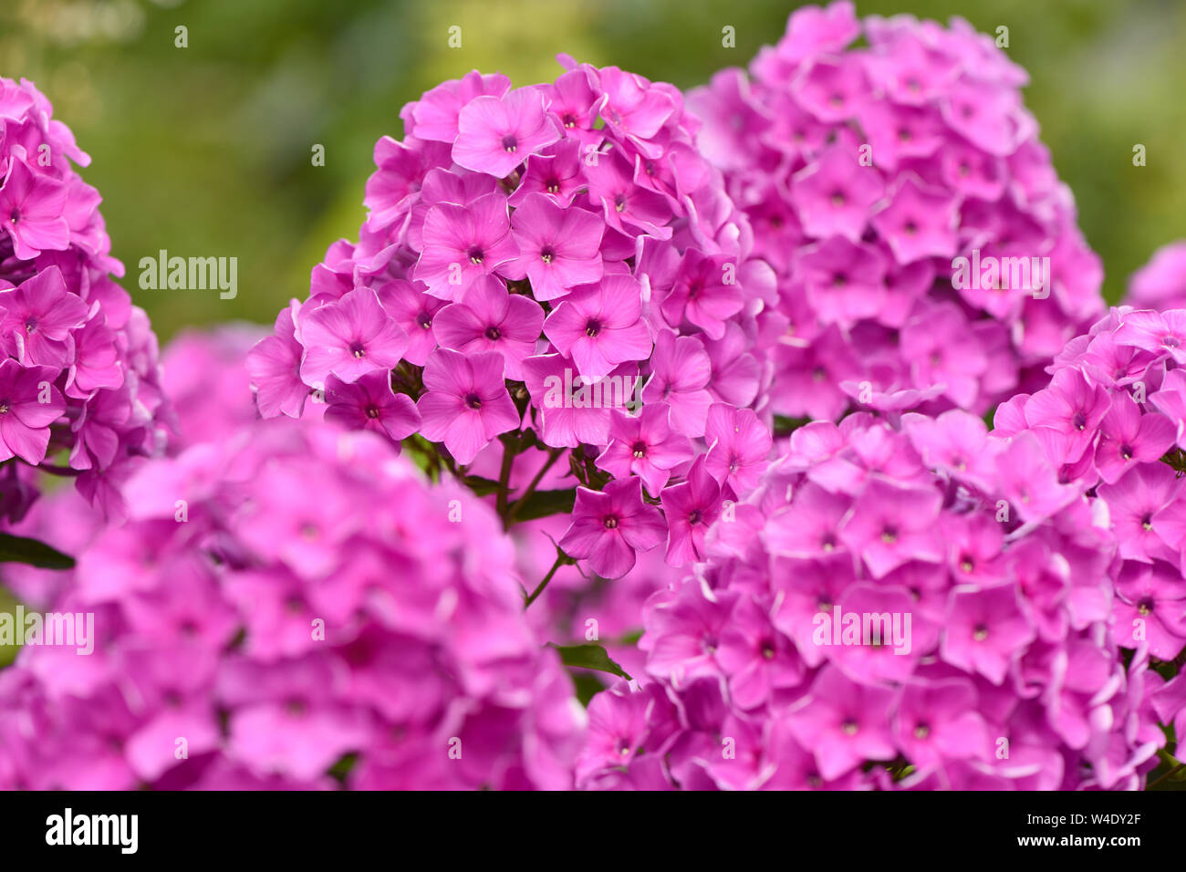 Violetten Blüten der Phlox (Phlox maculata) Pflanze. Hochauflösendes Foto. Stockfoto