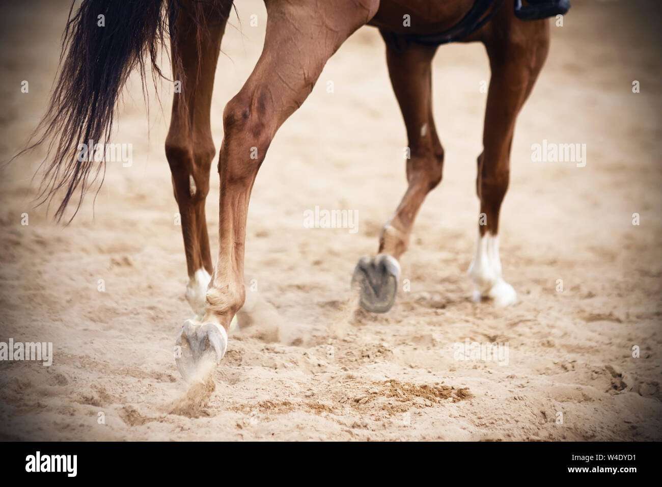 Schöne zierliche Beine einer Bucht Pferd galoppiert auf einem sandigen Arena in der pferdesportwettbewerbe. Stockfoto