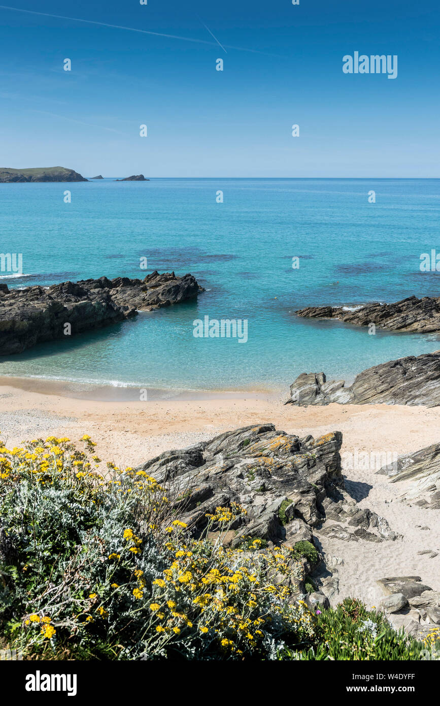Artimesia vulgaris wächst an der Küste rund um die einsamen Strand mit wenig Fistral in Newquay in Cornwall. Stockfoto
