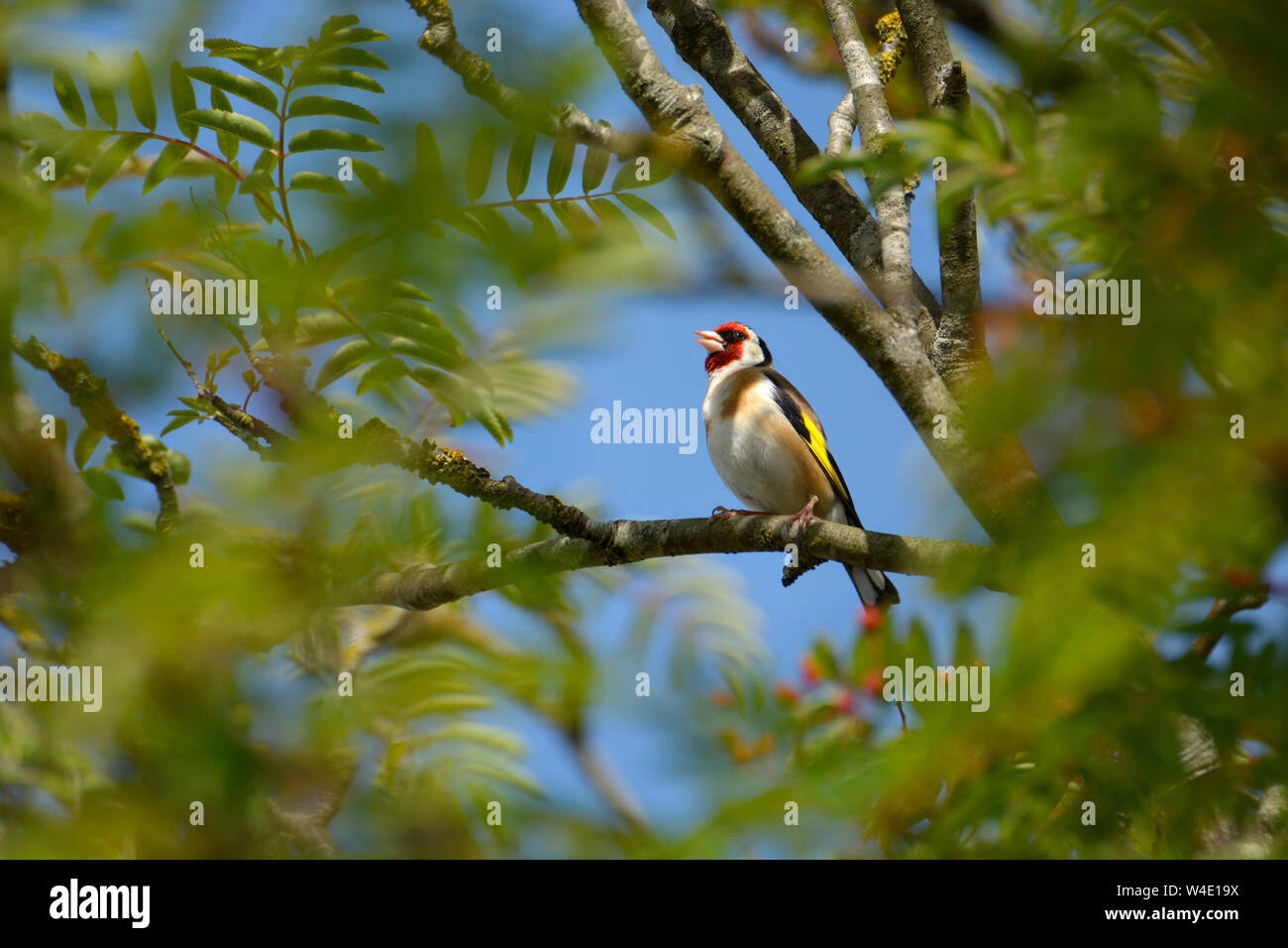 Europäische Stieglitz (Carduelis carduelis) in einem Baum gehockt, Kent, Großbritannien, Juli Stockfoto