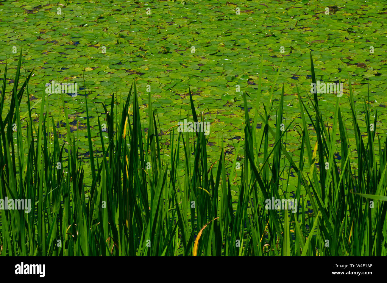 Lotusblatt am Teich Stockfoto