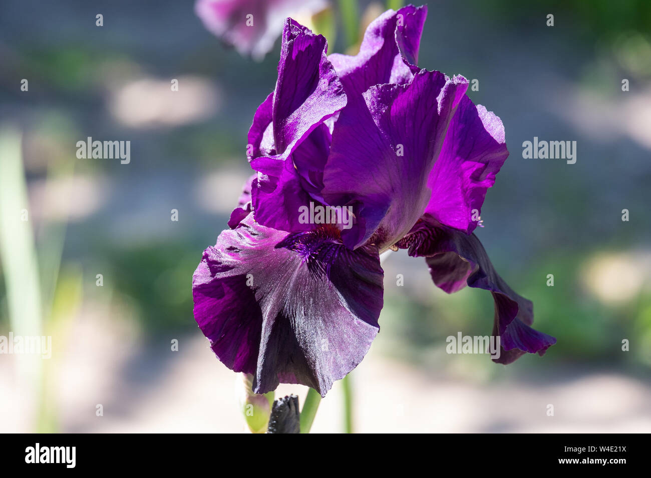 Nahaufnahme der Blütenblätter Iris alberti Regel. Ansicht von vorn Stockfoto