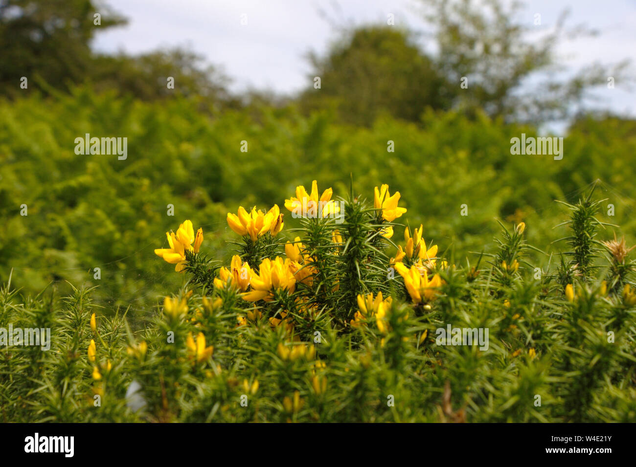 Gelbe Blumen der gemeinsamen Stechginster (Ulex europaeus) in Bodmin Moor. Cornwall, UK. Stockfoto