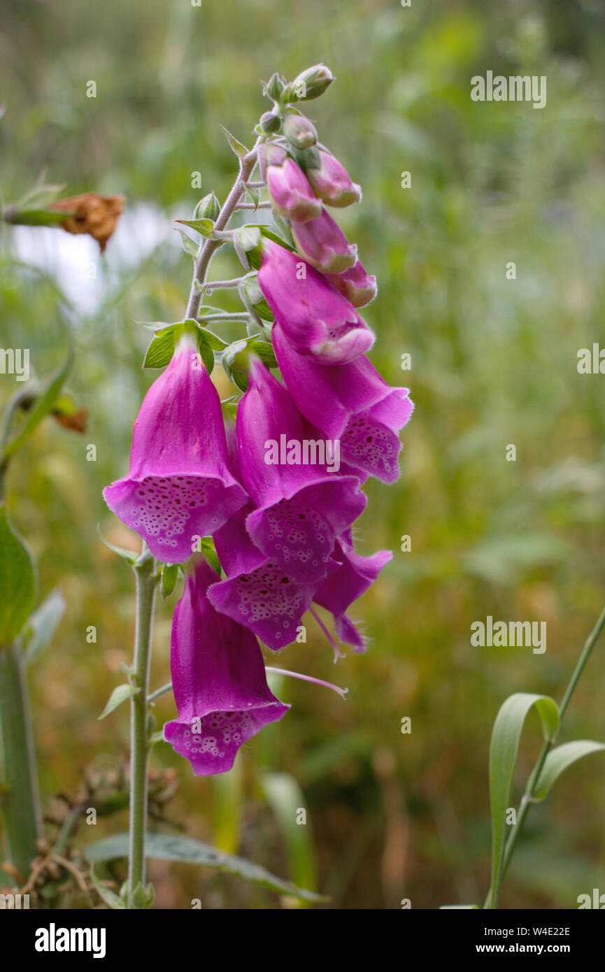 Purple Fingerhut in England. Wilde Blumen. Nahaufnahme. Digitalis purpurea. Stockfoto