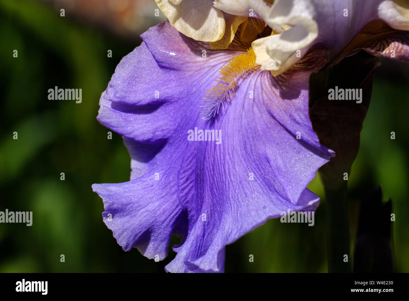 In der Nähe von violett Blütenblatt einer Blume bärtigen Iris Wabash Grad, untere Teil einer Blume. Stockfoto