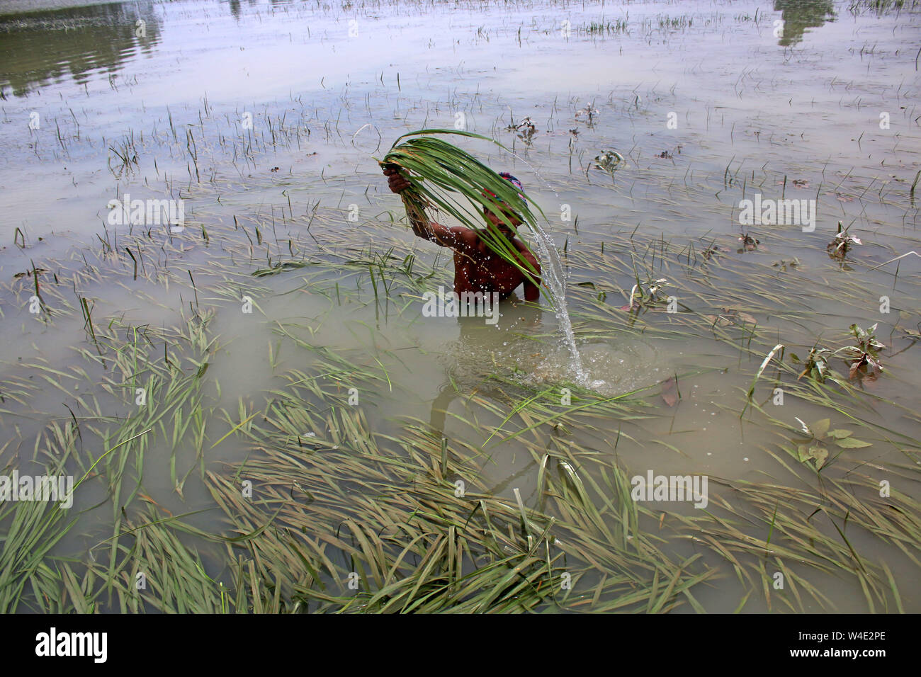 Tangail, Bangladesch. 22. Juli, 2019. Ein Bauer prüft seine Flut - beschädigt die Ernte von Reis in Tangail Bezirk. Über millionen Menschen durch Überschwemmungen durch den Monsun Regen und ausufernden Fluss im Norden, Nordosten und hügeligen Regionen in Bangladesch ausgelöst haben. Bild: Sultan Mahmud Mukut/SOPA Images/ZUMA Draht/Alamy leben Nachrichten Stockfoto