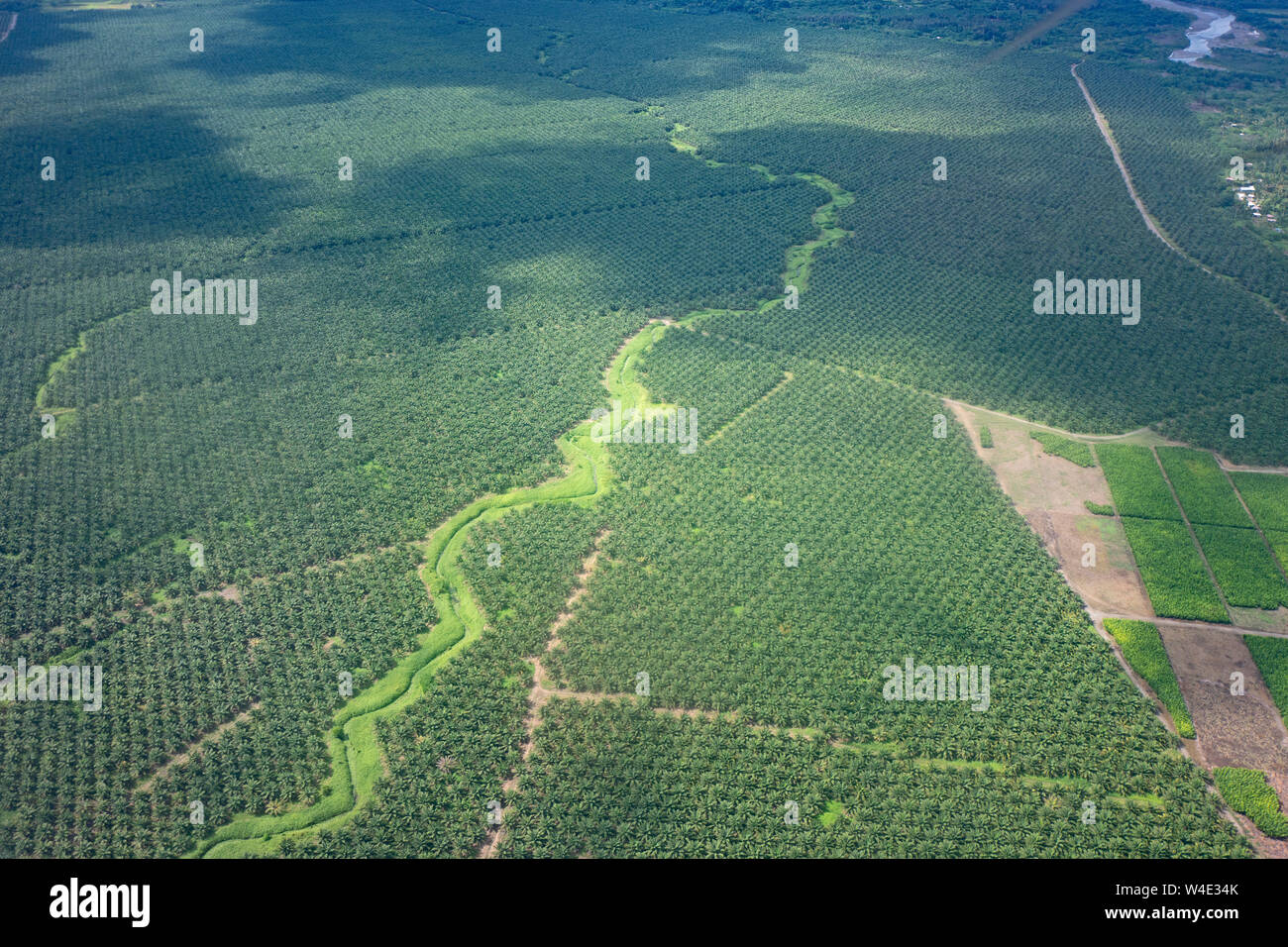 Eine große Palmölplantage von Abholzung tropischer Regenwald südlich von auf Guadalcanal Honiara, Solomon Inseln, Südpazifik erstellt Stockfoto