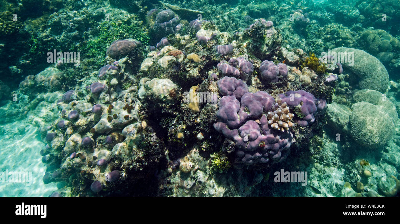 Korallen im Meer um Kennedy Island New Georgia, Solomon Inseln im Südpazifik Stockfoto