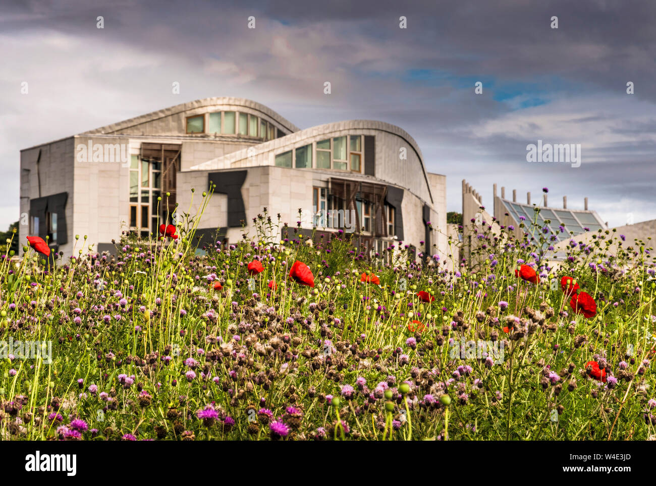 Schottisches Parlamentsgebäude und Wilde Blumenwiese Stockfoto