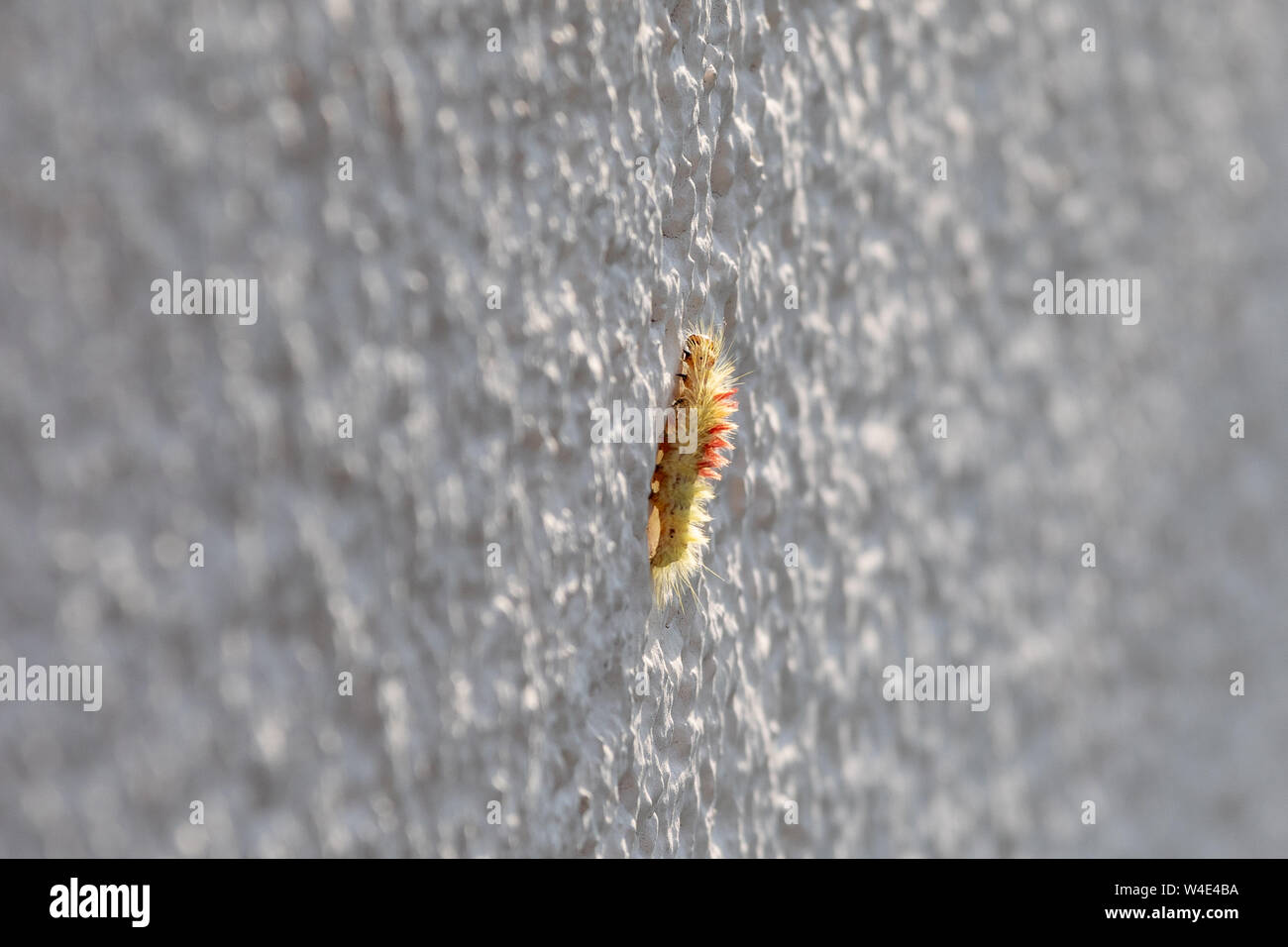 Ein Kiefer processionary Spinner auf einer Hauswand Stockfoto