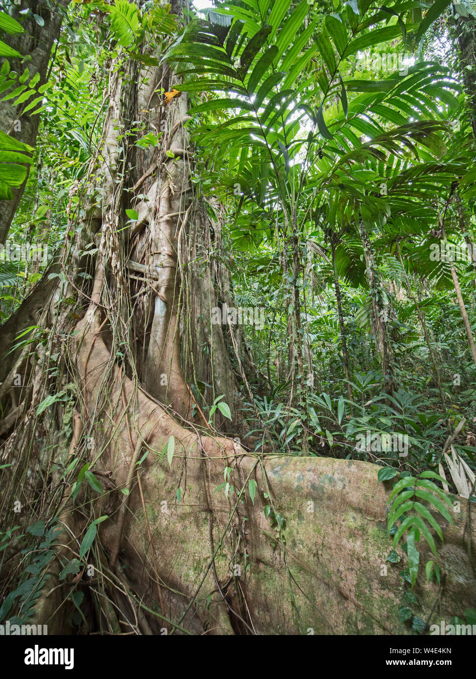 Würgefeige bis Wachsende Große emnergent Baum im Regenwald bei Nara, Makira Insel, Solomon Inseln, Südpazifik Stockfoto