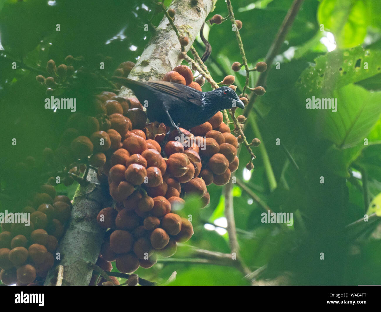 Makira Starling Aplonis dichroa Nara Makira (San Cristobal) Salomonen South Pacific endemisch auf Makira Insel Stockfoto