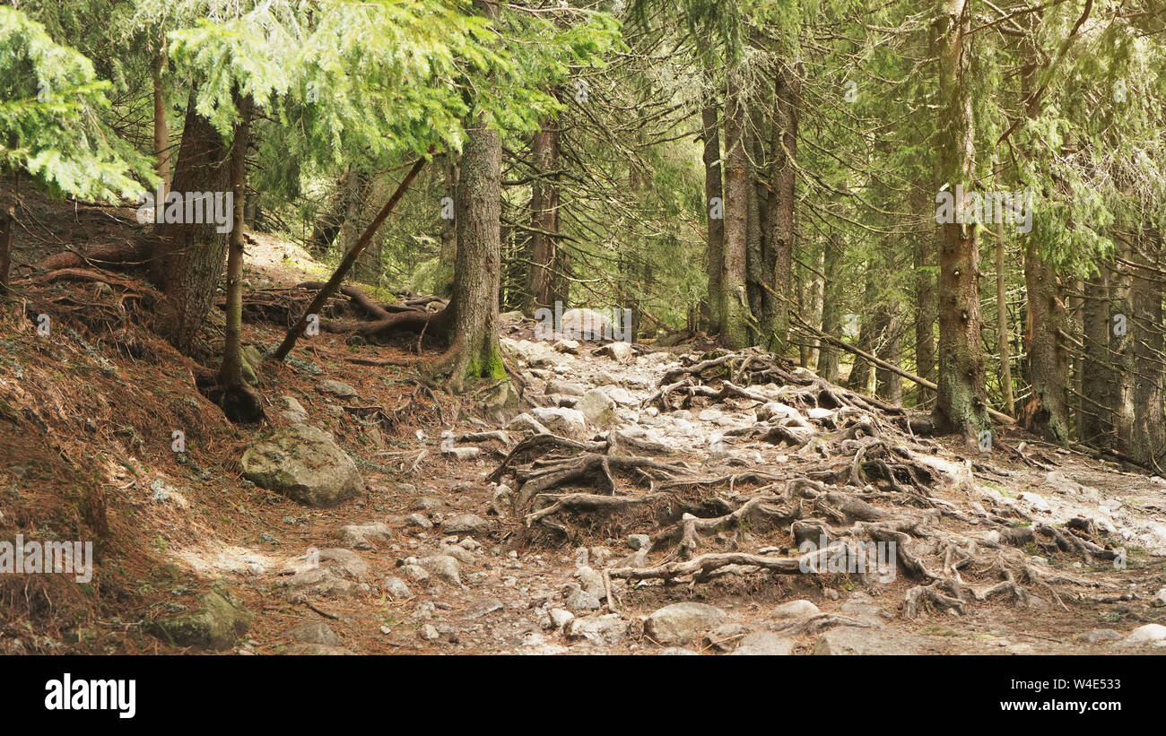 Bäume wachsen in den Bergen, als während der Wanderung in der Hohen Tatra, Slowakei, großen Baum Wurzeln wachsen über Felsen und Steine auf dem Boden Stockfoto