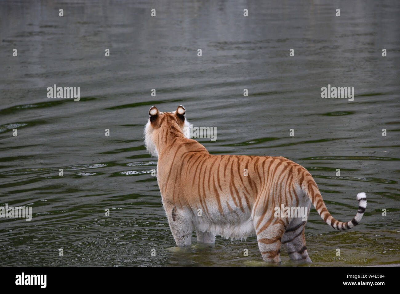 Madrid, Spanien. 22. Juli, 2019. Einen weiblichen Bengal Tiger kühlt sich im Wasser in ihrem Gehege im Zoo Madrid, wo hohe Temperaturen bis 39° Grad Celsius während der Nachmittag Stunden erreicht. Die zweite Hitzewelle des Sommers in Spanien weiter. Der Spanischen Wetteragentur AEMET sagte, dass dreißig sieben Provinzen mit roten oder orangen Alarm in den nächsten Tagen, da sehr hohe Temperaturen eine Gefahr für das Leben darstellen könnten. Quelle: John milner/SOPA Images/ZUMA Draht/Alamy leben Nachrichten Stockfoto