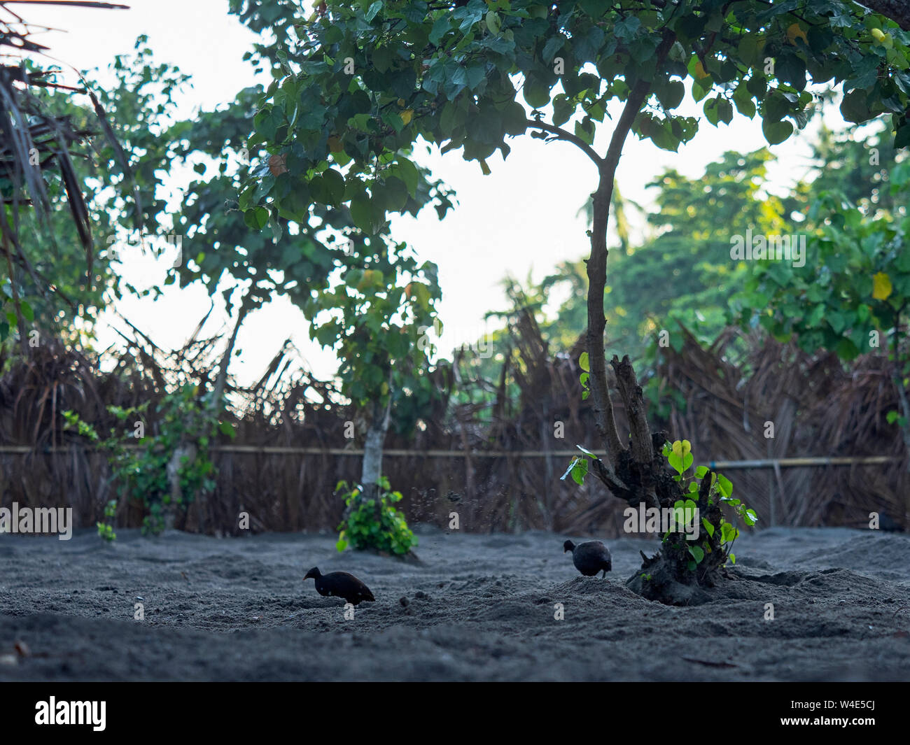 Melanesian Megapode Megapodius eremita am Nistplatz Aushub nest Kammer ein Ei auf Savo Island, Solomon Inseln, Südpazifik zu legen Stockfoto