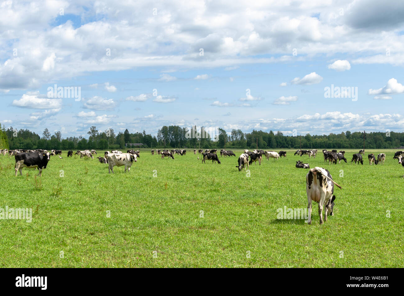 Holstein friesian rinder -Fotos und -Bildmaterial in hoher Auflösung ...
