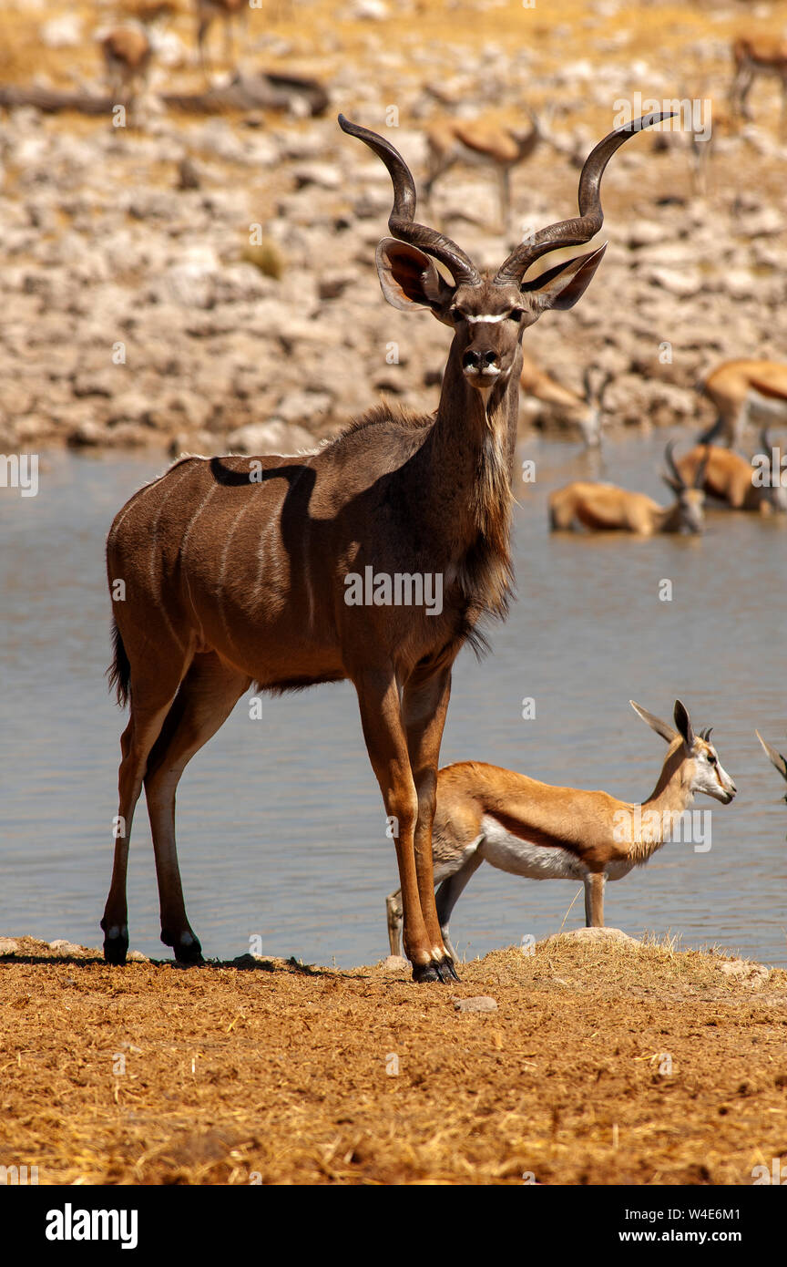 Majestic männlichen Kudu anthelope bei Okaukuejo Wasserloch, Etosha National Park, Namibia Stockfoto