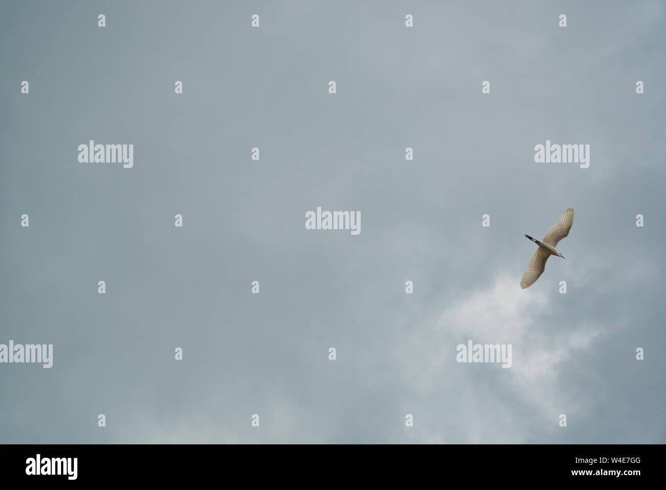 Ein sigle Vogel gleiten unter dem grauen trüben Himmel. Stockfoto