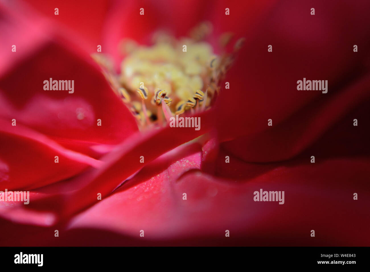 Innerhalb einer roten Rose. Stempel und Staubgefäße, Makrofotografie Stockfoto