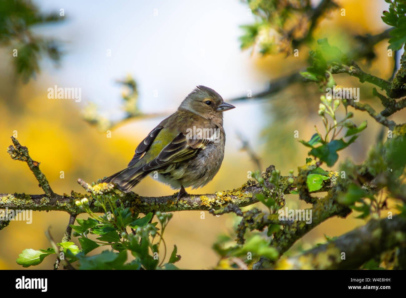 Buchfink Jugendlicher auf einem Zweig Stockfoto