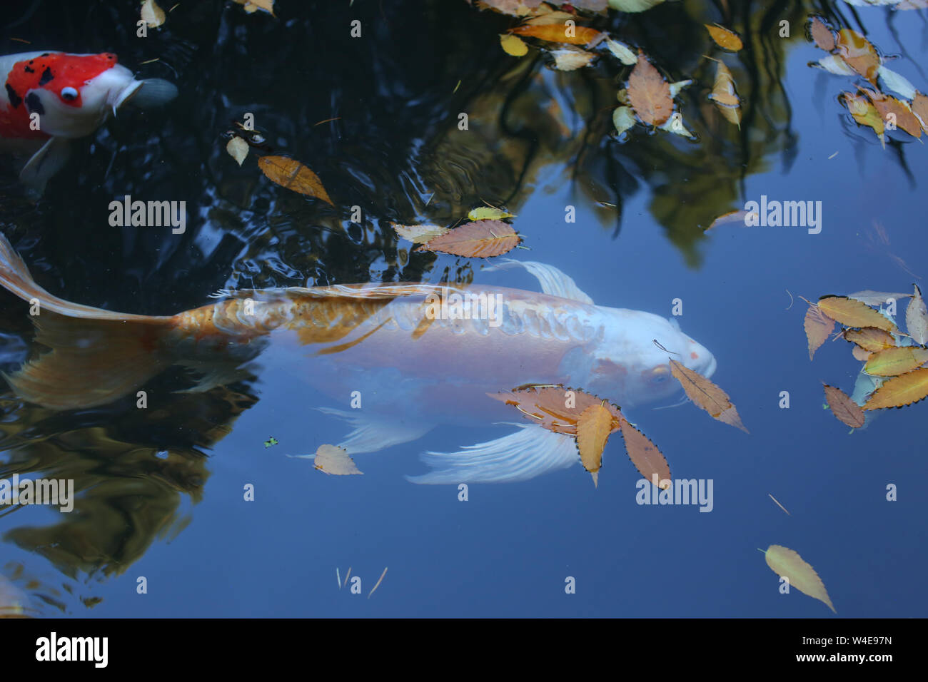 Goldener koi Fotos und Bildmaterial in hoher Auflösung Seite 2 Alamy
