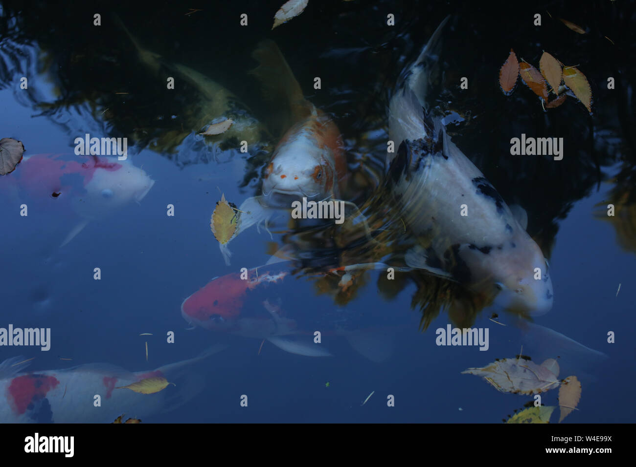 Goldener koi Fotos und Bildmaterial in hoher Auflösung Seite 2 Alamy