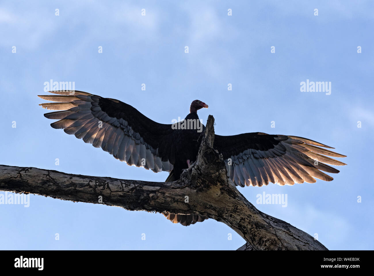Riesige Truthahngeier trocknet seine Flügel auf einem toten Zweig Stockfoto