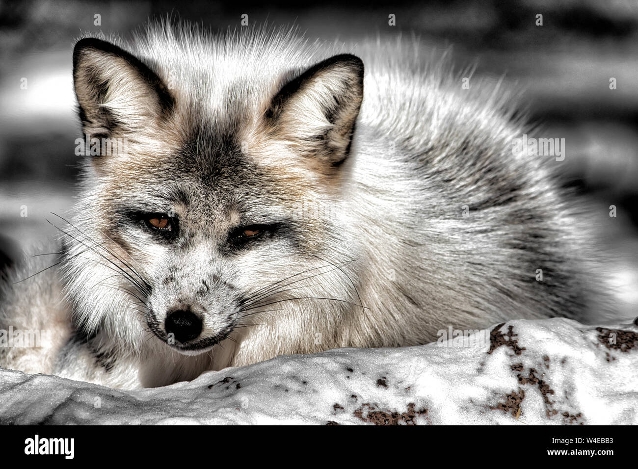 Die Red Fox ist die größte der echte Füchse und eine der am weitesten verbreiteten Mitglieder der Bestellung Carnivora, die in der gesamten Zeit keine Stockfoto