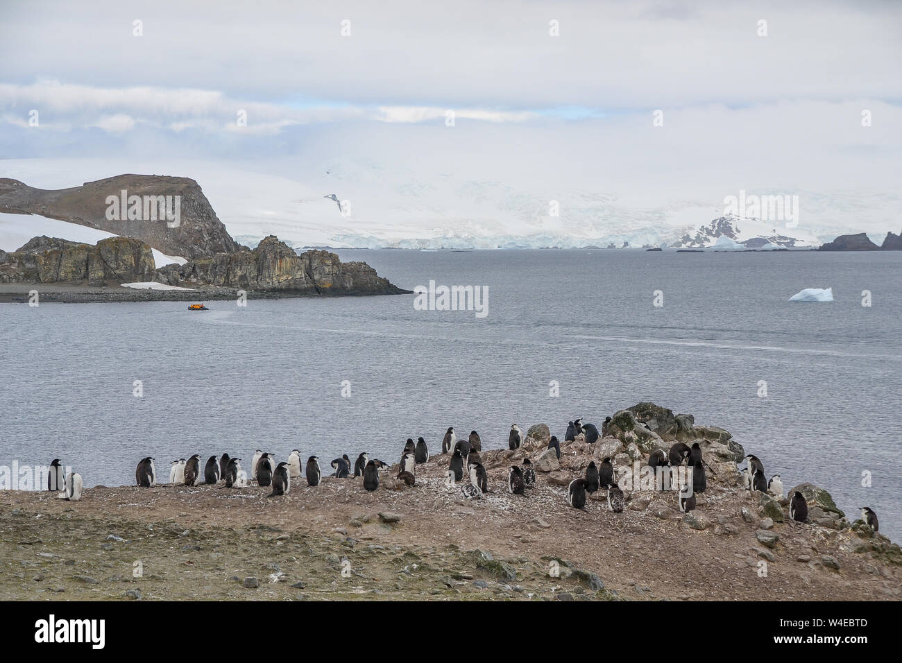 Kinnriemen Pinguine auf einem felsigen Gelände in der Antarktis Stockfoto